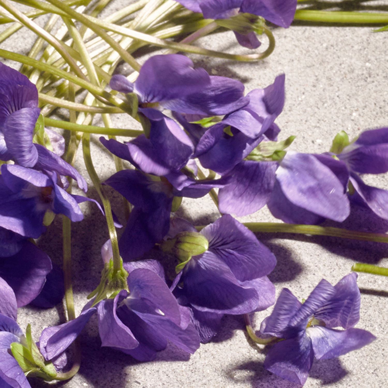 DOLCE VIOLET EAU DE TOILETTE